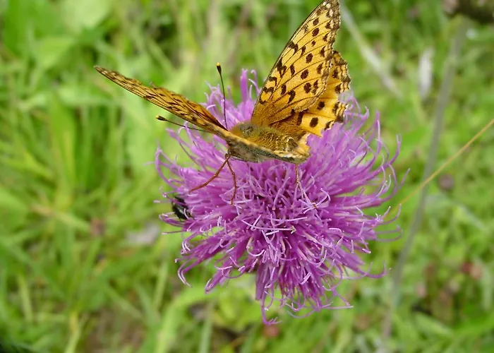 Gaestehaus Walch فيندلس